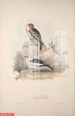 File gốc in ấn Tranh sơn dầu phương tây tổng hợp STS75206 (sẵn sàng tải về)