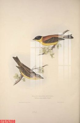 Hình ảnh file gốc in trần nhà Tranh sơn dầu phương tây tổng hợp STS75208