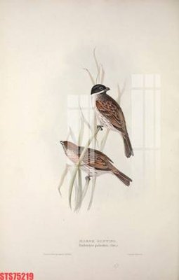 File gốc Tranh sơn dầu phương tây tổng hợp STS75219 (cho in ấn) từ kho Filetranh