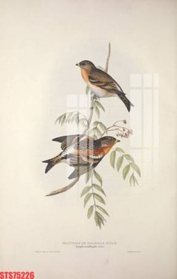 File ảnh Tranh sơn dầu phương tây tổng hợp STS75226 (gốc) trang trí khách sạn