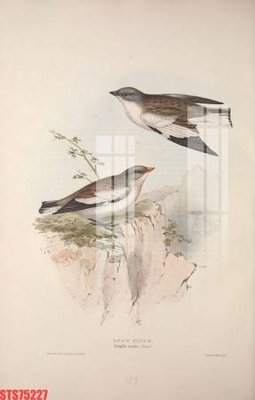 Hình ảnh file gốc Tranh sơn dầu phương tây tổng hợp STS75227 cho in UV