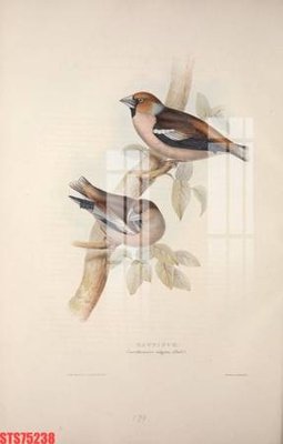 File tranh Tranh sơn dầu phương tây tổng hợp STS75238 (gốc) chủ đề thiên nhiên