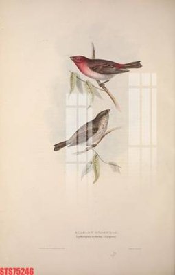 File in trần Tranh sơn dầu phương tây tổng hợp STS75246 (bản gốc) hoa văn