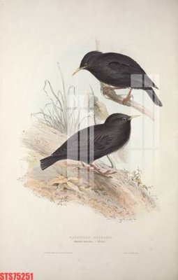 File tranh Tranh sơn dầu phương tây tổng hợp STS75251 (file gốc) chuẩn màu in