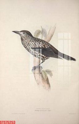 File tranh gốc Tranh sơn dầu phương tây tổng hợp STS75253 (bản quyền) Filetranh.com