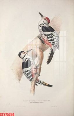 Tải file tranh Tranh sơn dầu phương tây tổng hợp STS75264 (ảnh gốc) ngay