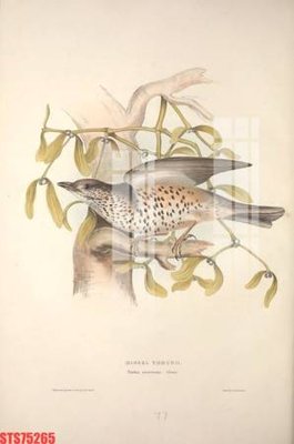 Tải file gốc Tranh sơn dầu phương tây tổng hợp STS75265 (bản PSD) gốc