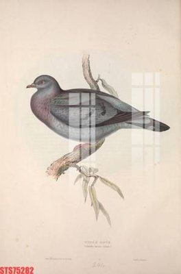 File in ấn Tranh sơn dầu phương tây tổng hợp STS75282 (bản gốc) cao cấp