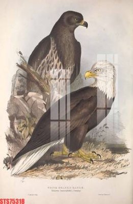 File tranh gốc PSD Tranh sơn dầu phương tây tổng hợp STS75318 còn nguyên layer