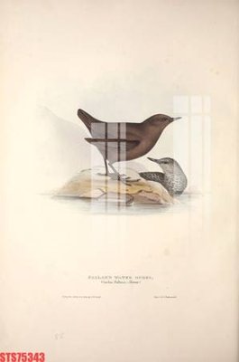 File gốc Tranh sơn dầu phương tây tổng hợp STS75343 (trang trí) phòng ngủ