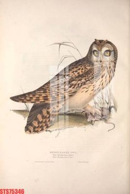 File in mica Tranh sơn dầu phương tây tổng hợp STS75346 (bản gốc) làm vách ngăn