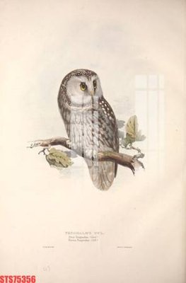 File gốc Tranh sơn dầu phương tây tổng hợp STS75356 (PNG) chất lượng cao