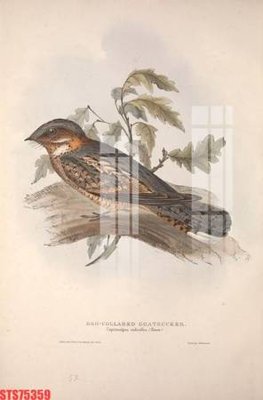 Tải file Tranh sơn dầu phương tây tổng hợp STS75359 (ảnh gốc) in tranh kính