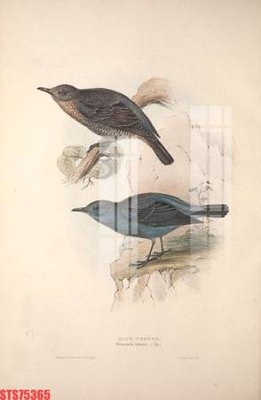 Tải file Tranh sơn dầu phương tây tổng hợp STS75365 (ảnh gốc) in tranh kính