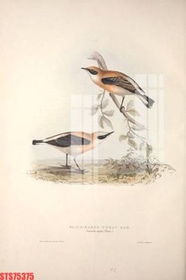 File tranh Tranh sơn dầu phương tây tổng hợp STS75375 (gốc) chủ đề con người