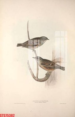 File gốc Tranh sơn dầu phương tây tổng hợp STS75382 (chuẩn màu) cho in offset