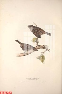 File gốc in mica Tranh sơn dầu phương tây tổng hợp STS75383 chất lượng