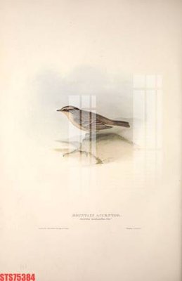 File tranh in mica Tranh sơn dầu phương tây tổng hợp STS75384 (độ phân giải cao)