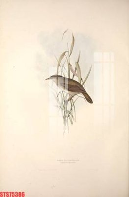 File tranh in tráng gương Tranh sơn dầu phương tây tổng hợp STS75386 (siêu nét)