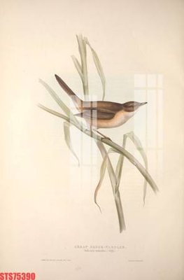 File tranh gốc Tranh sơn dầu phương tây tổng hợp STS75390 (sắc nét từng chi tiết)