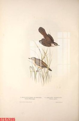 Tải file Tranh sơn dầu phương tây tổng hợp STS75395 (gốc) chủ đề hoa sen