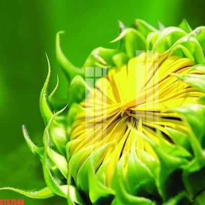 File gốc Tranh sơn dầu phương tây tổng hợp STS7540 (cho in UV) siêu nét