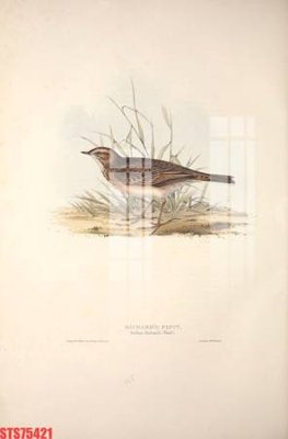 File gốc Tranh sơn dầu phương tây tổng hợp STS75421 (vector) cho in ấn