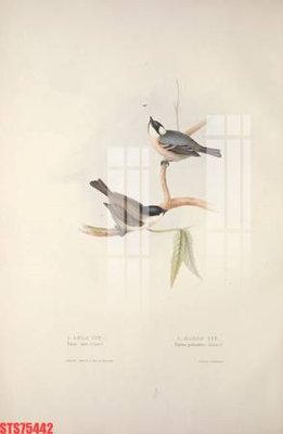 File gốc Tranh sơn dầu phương tây tổng hợp STS75442 (in lụa) tranh thuận buồm