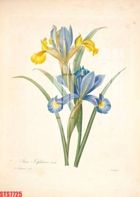 File tranh Tranh sơn dầu phương tây tổng hợp STS7725 (gốc) chủ đề tĩnh vật