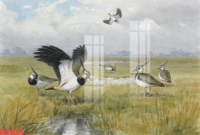 Ảnh gốc Tranh sơn dầu phương tây tổng hợp STS79170 (siêu chi tiết) để in ấn