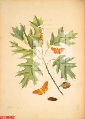 File in lụa Tranh sơn dầu phương tây tổng hợp STS79482 (tân cổ điển) Tranh sơn dầu phương tây tổng hợp STS79482