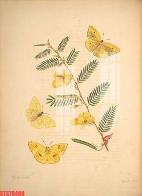 File in lụa Tranh sơn dầu phương tây tổng hợp STS79488 (hoa văn) Tranh sơn dầu phương tây tổng hợp STS79488