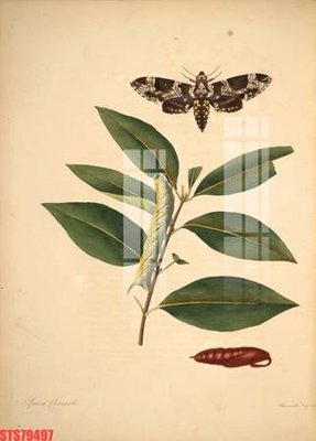 File gốc in mica Tranh sơn dầu phương tây tổng hợp STS79497 chất lượng