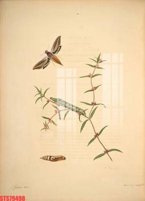 File gốc Tranh sơn dầu phương tây tổng hợp STS79498 (in lụa) tranh phong thủy