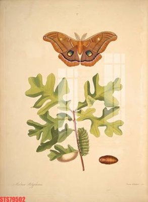 Download file ảnh gốc Tranh sơn dầu phương tây tổng hợp STS79502 để in ấn