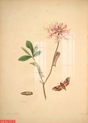 Tải file gốc Tranh sơn dầu phương tây tổng hợp STS79509 (in khổ lớn) không mờ