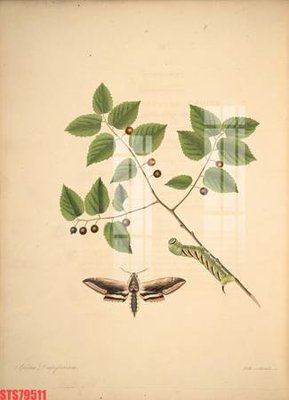 Mua file gốc Tranh sơn dầu phương tây tổng hợp STS79511 (in ấn) tại Filetranh.com