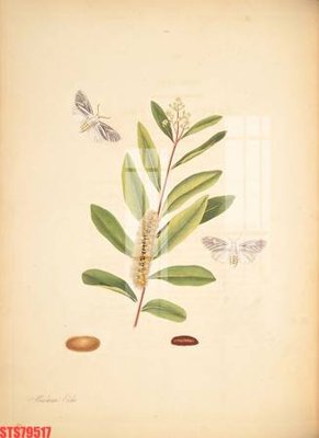 File PSD Tranh sơn dầu phương tây tổng hợp STS79517 (bản gốc) độ phân giải cao