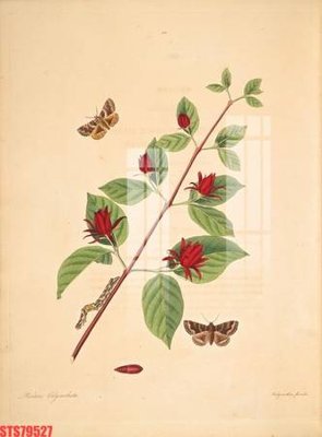 File gốc Tranh sơn dầu phương tây tổng hợp STS79527 (dành cho trang trí nội thất)