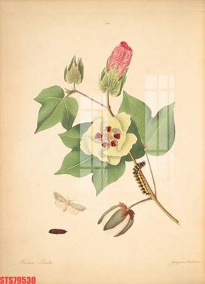 File tranh in trần 3D Tranh sơn dầu phương tây tổng hợp STS79530 (ảnh gốc)