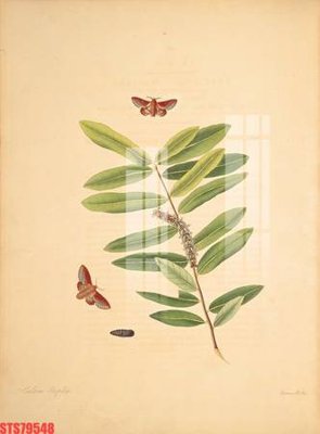 Tải file Tranh sơn dầu phương tây tổng hợp STS79548 (gốc) làm file thiết kế