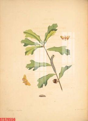 File PSD Tranh sơn dầu phương tây tổng hợp STS79556 (gốc) tách lớp chi tiết