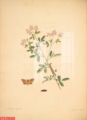 File in ấn Tranh sơn dầu phương tây tổng hợp STS79560 (bản gốc) từ file gốc