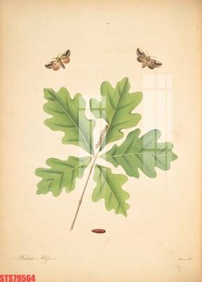 Tải file Tranh sơn dầu phương tây tổng hợp STS79564 (gốc) in nhanh