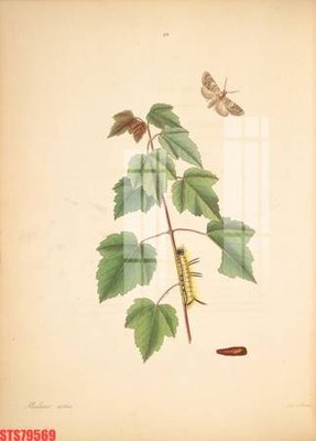 File gốc Tranh sơn dầu phương tây tổng hợp STS79569 (PNG) nền trong suốt