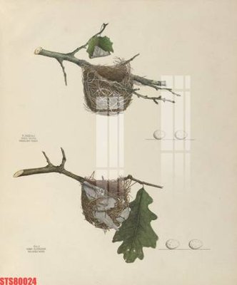 File tranh gốc in trần nhà Tranh sơn dầu phương tây tổng hợp STS80024 3D