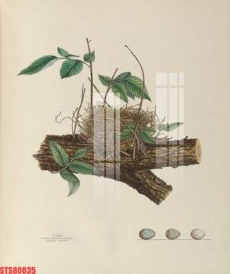 File tranh gốc Tranh sơn dầu phương tây tổng hợp STS80035 (bản quyền) file PSD