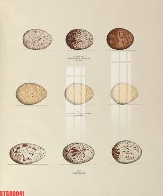 File PSD Tranh sơn dầu phương tây tổng hợp STS80041 (gốc) cho in quảng cáo