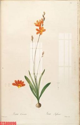 File tranh Tranh sơn dầu phương tây tổng hợp STS80096 (gốc) chủ đề động vật