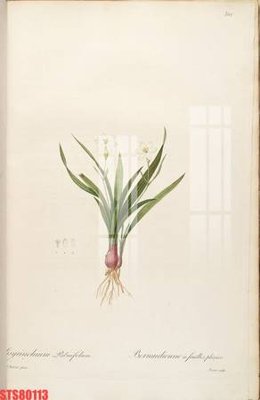 File PSD Tranh sơn dầu phương tây tổng hợp STS80113 (gốc) nhiều lớp (multi-layer)